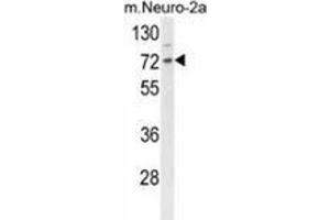 Western blot analysis of DNAJC2 (arrow) in mouse Neuro-2a cell line lysates (35ug/lane) using ZRF1 (DNAJC2 antibody  (Middle Region))