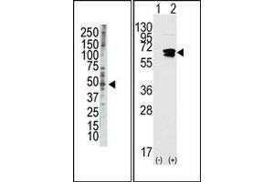 Image no. 1 for anti-RAD9 Homolog A (S. Pombe) (RAD9A) (AA 1-100), (BH3 Domain), (N-Term) antibody (ABIN356831) (RAD9A antibody  (BH3 Domain, N-Term))