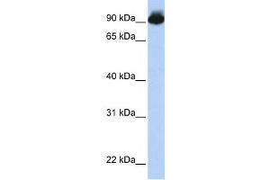 Western Blotting (WB) image for anti-Engulfment and Cell Motility 3 (ELMO3) antibody (ABIN2458676) (ELMO3 antibody)
