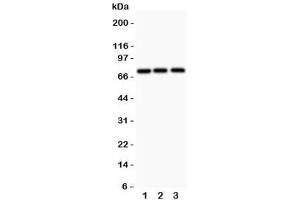 Western blot testing of APLP1 antibody and 1. (APLP1 antibody  (N-Term))