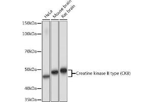 Western blot analysis of extracts of various cell lines, using Creatine kinase B type (CKB) Rabbit mAb (ABIN7266515) at 1:1000 dilution. (CKB antibody)