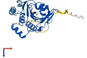 Guanylyl Cyclase Domain Containing 1 (GUCD1) (AA 1-240) protein (His tag)