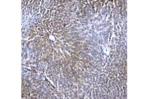IHC testing of FFPE rat liver tissue with IRF7 antibody at 1ug/ml. (Regucalcin antibody)