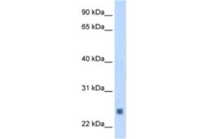 Western Blotting (WB) image for anti-Fast Skeletal Troponin I (TNNI2) antibody (ABIN2463421) (TNNI2 antibody)