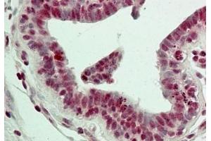 IHC testing of FFPE human breast tissue with LSD1 antibody at 5ug/ml. (LSD1 antibody  (N-Term))