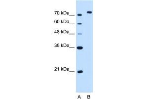 NOLC1 antibody - C-terminal region  validated by WB using HepG2 cell lysate at 2. (NOLC1 antibody  (C-Term))