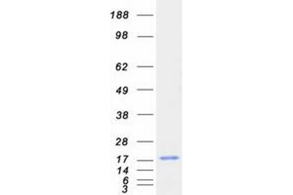 C2orf40 Protein (Myc-DYKDDDDK Tag)