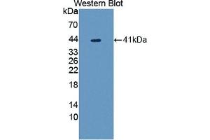 Detection of Recombinant UGGT1, Human using Polyclonal Antibody to UDP-Glucose Glycoprotein Glucosyltransferase 1 (UGGT1) (UGGT1 antibody  (AA 1221-1536))