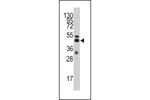 Western blot analysis of anti-AHCY Antibody (C-term) (ABIN389202 and ABIN2839362) in HepG2 cell line lysates (35 μg/lane). (AHCY antibody  (C-Term))