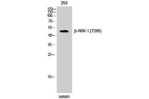 Western Blotting (WB) image for anti-Aurora Kinase A (AURKA) (pThr288) antibody (ABIN3182531) (Aurora A antibody  (pThr288))