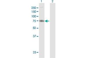 Western Blot analysis of FARP2 expression in transfected 293T cell line by FARP2 MaxPab polyclonal antibody. (FARP2 antibody  (AA 1-647))