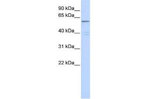 WB Suggested Anti-ZNF141 Antibody Titration:  0. (ZNF141 antibody  (Middle Region))
