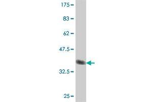 Western Blotting (WB) image for anti-Protein Kinase, CGMP-Dependent, Type I (PRKG1) (AA 73-170) antibody (ABIN562399)