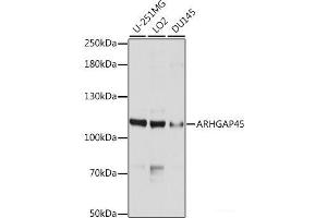 Western blot analysis of extracts of various cell lines using ARHGAP45 Polyclonal Antibody at dilution of 1:1000. (HMHA1 antibody)