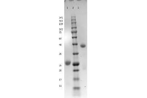 SDS PAGE Results of Bovine IgG F(ab) Fragment.