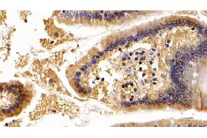 Detection of APOA4 in Mouse Small intestine Tissue using Polyclonal Antibody to Apolipoprotein A4 (APOA4) (APOA4 antibody  (AA 135-281))