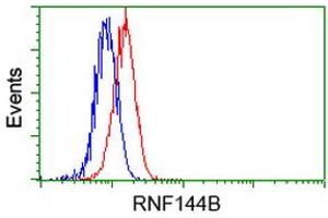 Image no. 1 for anti-Ring Finger Protein 144B (RNF144B) (AA 1-256) antibody (ABIN1490647) (RNF144B antibody  (AA 1-256))