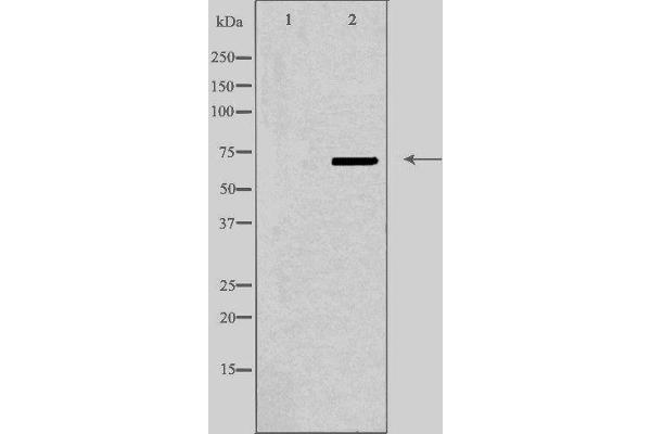 ABCD4 antibody  (Internal Region)