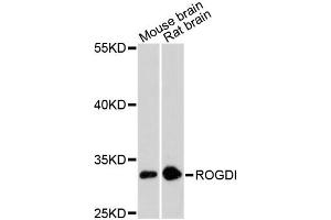 Western blot analysis of extracts of various cell lines, using ROGDI antibody. (ROGDI antibody)