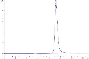 The purity of Cynomolgus IL-13 is greater than 95 % as determined by SEC-HPLC. (IL-13 Protein (AA 19-132) (His tag))