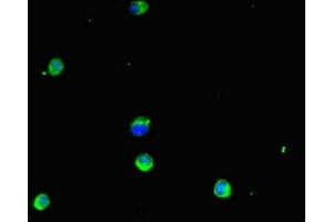 Immunofluorescent analysis of Hela cells using ABIN7154103 at dilution of 1:100 and Alexa Fluor 488-congugated AffiniPure Goat Anti-Rabbit IgG(H+L) (GSTM1 antibody  (AA 24-156))