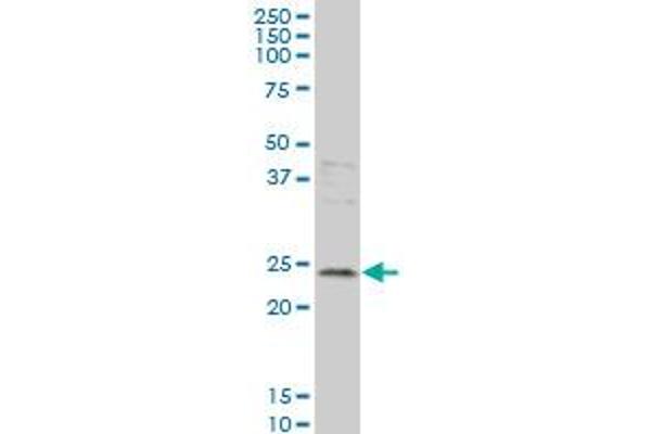 Grancalcin antibody  (AA 1-217)