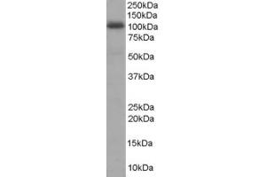 ABIN185207 staining (1µg/ml) of Human Liver lysate (RIPA buffer, 35µg total protein per lane). (AKAP8 antibody  (N-Term))