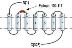 Melanocortin 3 Receptor (MC3R) peptide