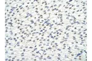 Rabbit Anti-KHDRBS1 antibody Catalog Number: ARP40665  Paraffin Embedded Tissue: Human Heart cell Cellular Data: cardiac cell of renal tubule Antibody Concentration: 4. (KHDRBS1 antibody  (N-Term))