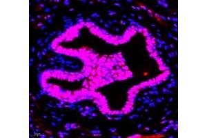 Immunofluorescence of paraffin embedded mouse breast using GTF3C3 (ABIN7074039) at dilution of 1: 650 (400x lens) (GTF3C3 antibody)