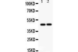 Anti- TCPTP Picoband antibody, Western blotting All lanes: Anti TCPTP  at 0. (PTPN2 antibody  (AA 1-330))