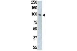 Image no. 1 for anti-Toll-Like Receptor 5 (TLR5) (N-Term) antibody (ABIN357051) (TLR5 antibody  (N-Term))