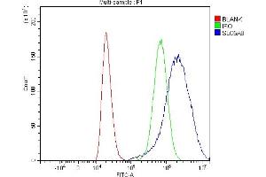 anti-Solute Carrier Family 5 (Iodide Transporter), Member 8 (SLC5A8) (AA 313-598) antibody