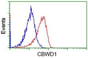 Image no. 13 for anti-COBW Domain Containing 1 (CBWD1) antibody (ABIN1497117) (CBWD1 antibody)