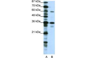 Western Blotting (WB) image for anti-CAMP Responsive Element Binding Protein 3-Like 1 (CREB3L1) antibody (ABIN2461968) (CREB3L1 antibody)