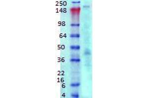 Western Blotting rat brain membrane 1 in 1000 Ankyrin G. (Ankyrin G antibody  (C-Term))