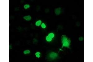 Anti-FLYWCH2 mouse monoclonal antibody (ABIN2454458) immunofluorescent staining of COS7 cells transiently transfected by pCMV6-ENTRY FLYWCH2 (RC204275). (FLYWCH2 antibody)