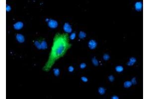 Anti-IFI35 mouse monoclonal antibody (ABIN2454920) immunofluorescent staining of COS7 cells transiently transfected by pCMV6-ENTRY IFI35 (RC200929). (IFI35 antibody)