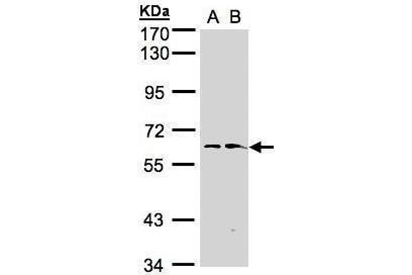 FMO1 antibody