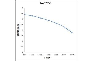 Antigen: 0. (CrkL antibody  (AA 201-303))