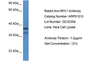 Western Blotting (WB) image for anti-Ribosomal Protein L7 (RPL7) (C-Term) antibody (ABIN2788852) (RPL7 antibody  (C-Term))