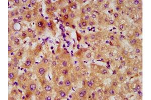 IHC image of ABIN7152338 diluted at 1:500 and staining in paraffin-embedded human liver tissue performed on a Leica BondTM system. (SERF2 antibody  (AA 107-224))