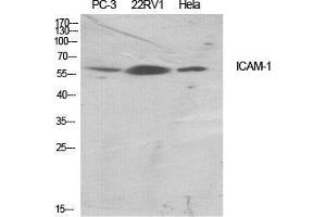 Western Blot (WB) analysis of specific cells using ICAM-1 Polyclonal Antibody. (ICAM1 antibody  (Ser518))