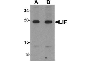Western blot analysis of LIF in 3T3 cell lysate with LIF antibody at (A) 1 and (B) 2 μg/ml. (LIF antibody  (Center))
