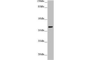 Western blot All lanes: H2AFY antibody at 1. (H2AFY antibody  (AA 123-372))