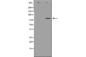 Western blot analysis of extracts of mouse spleen tissue, using MX1 antibody. (MX1 antibody  (C-Term))