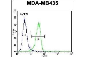 MeCP2 Antibody (N-term) (ABIN650708 and ABIN2839305) flow cytometric analysis of MDA-M cells (right histogram) compared to a negative control cell (left histogram). (MECP2 antibody  (N-Term))