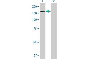 Western Blot analysis of STK36 expression in transfected 293T cell line by STK36 MaxPab polyclonal antibody. (STK36 antibody  (AA 1-1315))