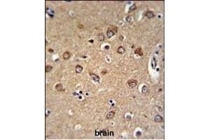 C12orf53 Antibody (N-term) (ABIN651378 and ABIN2840211) IHC analysis in formalin fixed and paraffin embedded human brain tissue followed by peroxidase conjugation of the secondary antibody and DAB staining. (C12orf53 antibody  (N-Term))
