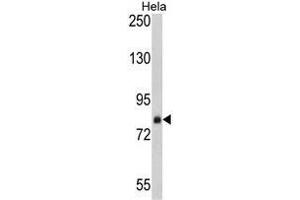 Western blot analysis of AP17766PU-N SRP72 antibody in Hela cell line lysates (35 µg/lane).